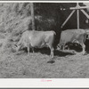 Cows eating hay on Mormon farmer's place. Cache County, Utah