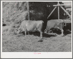 Cows eating hay on Mormon farmer's place. Cache County, Utah