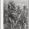 Sweet corn in garden of Mormon farmer. Snowville, Utah