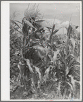 Sweet corn in garden of Mormon farmer. Snowville, Utah