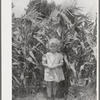 Sweet corn and daughter of a Mormon farmer. Snowville, Utah