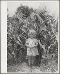 Sweet corn and daughter of a Mormon farmer. Snowville, Utah