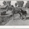 Colts from FSA cooperative sire. Box Elder County, Utah