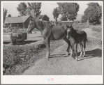 Colts from FSA cooperative sire. Box Elder County, Utah