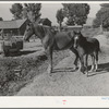 Colts from FSA cooperative sire. Box Elder County, Utah