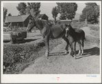 Colts from FSA cooperative sire. Box Elder County, Utah