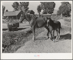 Colts from FSA cooperative sire. Box Elder County, Utah