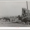 Putting up hay with Mormon hay stacker. Box Elder County, Utah