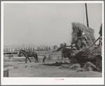 Putting up hay with Mormon hay stacker. Box Elder County, Utah