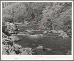 Mountain stream, the Logan River. Cache County, Utah