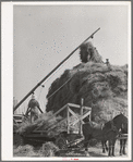 Stacking hay with Mormon hay stacker. Box Elder County, Utah