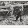 Young Mormon boy pitching grain to be threshed. Box Elder County, Utah