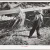 Young Mormon boy pitching grain to be threshed. Box Elder County, Utah