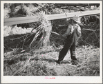 Young Mormon boy pitching grain to be threshed. Box Elder County, Utah