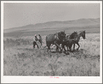 The first step in digging a ditch with a ditcher is to plow a furrow. Box Elder County, Utah