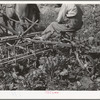 Farmer on a sugar beet cultivator. Box Elder County, Utah