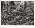 Farmer on a sugar beet cultivator. Box Elder County, Utah