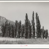 Row of Lombardy poplars. Box Elder County, Utah