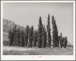 Row of Lombardy poplars. Box Elder County, Utah