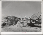 Threshing small grain. Box Elder County, Utah