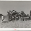 Members of FSA cooperative combine. Box Elder County, Utah