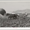 FSA cooperative sugar beet cultivator in action. Box Elder County, Utah