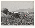 FSA cooperative sugar beet cultivator in action. Box Elder County, Utah
