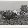 FSA cooperative sugar beet cultivator and members of the cooperative. Box Elder County, Utah