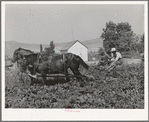 FSA cooperative sugar beet cultivator and members of the cooperative. Box Elder County, Utah