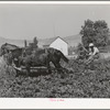 FSA cooperative sugar beet cultivator and members of the cooperative. Box Elder County, Utah