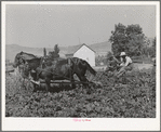 FSA cooperative sugar beet cultivator and members of the cooperative. Box Elder County, Utah