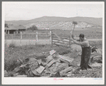Spanish-American farmer chopping wood. Supply of wood is easily available in the nearby forest. Chamisal, New Mexico