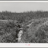 Excess water after irrigating field drains back into ditch and then goes onto near farm. The practice spreads weeds seeds although it does conserve water. Chamisal, New Mexico