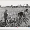 Mr. Whinery cultivating corn. Pie Town, New Mexico