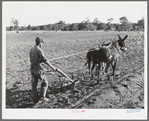Mr. Whinery cultivating corn. Pie Town, New Mexico