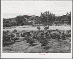 Irrigated Spanish-American farm. Amalia, New Mexico