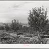 Orchard. Dixon, New Mexico