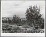 Orchard. Dixon, New Mexico