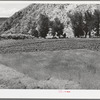 Wheat and chili peppers growing at Dixon, New Mexico