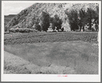 Wheat and chili peppers growing at Dixon, New Mexico