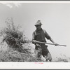 Spanish-American farmer pitching hay. Chamisal, New Mexico