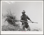 Spanish-American farmer pitching hay. Chamisal, New Mexico