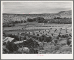 Orchard of farmer at Dixon, New Mexico