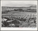 Orchard of farmer at Dixon, New Mexico