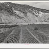 Field of chili peppers growing in the Rio Grande Valley at Dixon, New Mexico