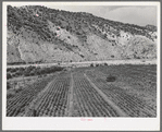 Field of chili peppers growing in the Rio Grande Valley at Dixon, New Mexico