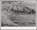 Garden and orchard of Spanish-American farmer. Notice revetment at left to prevent stream from cutting further into bank. Chamisal, New Mexico