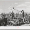 The old method of getting rid of manure, throwing it over the fence. Box Elder County, Utah
