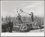 The old method of getting rid of manure, throwing it over the fence. Box Elder County, Utah