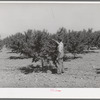 FSA (Farm Security Administration) helped this farmer in Cache County, Utah, establish his orchard